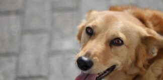 Ein Hund ist auf dem Bild zu sehen. Foto: pixabay