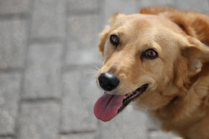 Ein Hund ist auf dem Bild zu sehen. Foto: pixabay