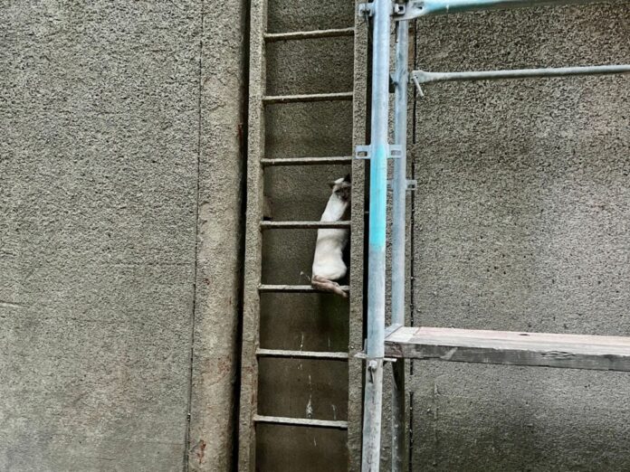 Das Tier ist vermutlich in der Nacht in die im Umbau befindliche Anlage gestürzt.