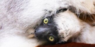 Zum ersten Mal auf dem europäischen Festland ist ein Coquerel-Sifaka geboren worden. 