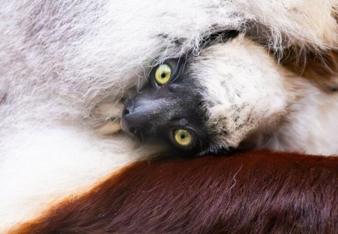 Zum ersten Mal auf dem europäischen Festland ist ein Coquerel-Sifaka geboren worden. 