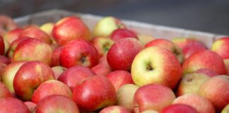 Das Angebot ist groß: Äpfel aus Nordrhein-Westfalen.