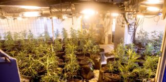 Bei Durchsuchungen sind fünf Menschen festgenommen und eine Cannabisplantage ausgehoben worden. (Symbolbild)