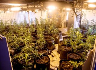 Bei Durchsuchungen sind fünf Menschen festgenommen und eine Cannabisplantage ausgehoben worden. (Symbolbild)