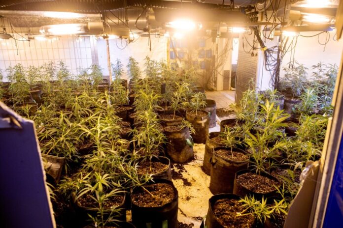 Bei Durchsuchungen sind fünf Menschen festgenommen und eine Cannabisplantage ausgehoben worden. (Symbolbild)