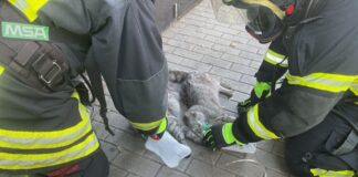 Zwei Katzen bekommen Sauerstoff, nachdem sie bei einem Zimmerbrand mit Rauchgas verletzt worden sind.
