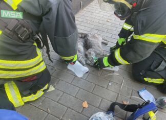 Zwei Katzen bekommen Sauerstoff, nachdem sie bei einem Zimmerbrand mit Rauchgas verletzt worden sind.