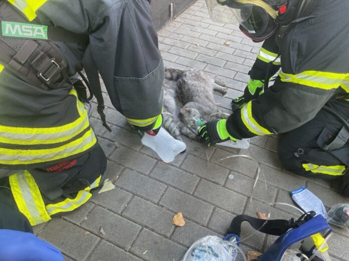 Zwei Katzen bekommen Sauerstoff, nachdem sie bei einem Zimmerbrand mit Rauchgas verletzt worden sind.