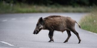 Wildschweine sind nachtaktiv - und im Herbst verstärkt unterwegs. (Symbolbild)
