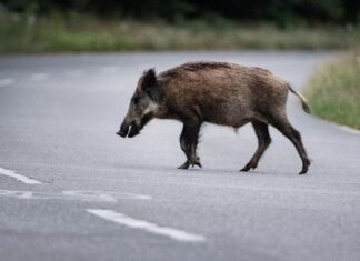 Wildschweine sind nachtaktiv - und im Herbst verstärkt unterwegs. (Symbolbild)