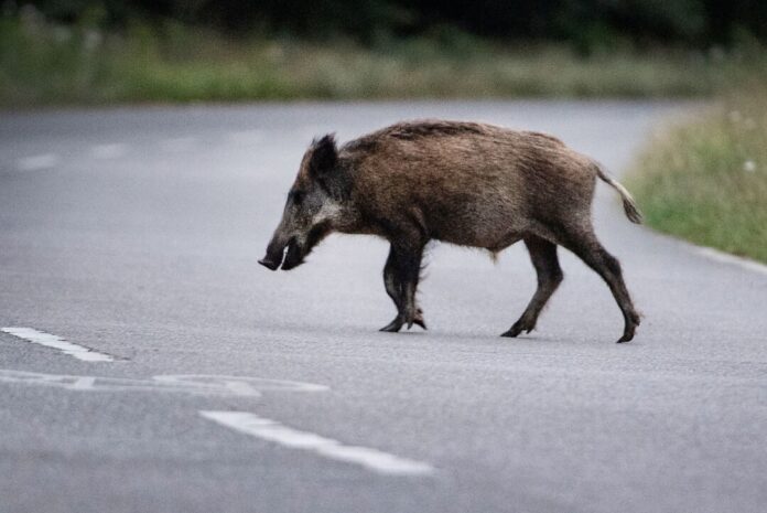 Wildschwein auf Straße Wildschweine sind nachtaktiv - und im Herbst verstärkt unterwegs. (Symbolbild)