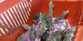 Mäuse können sich wahnsinnig schnell vermehren - und Tierbesitzer deshalb besonders schnell überfordern.