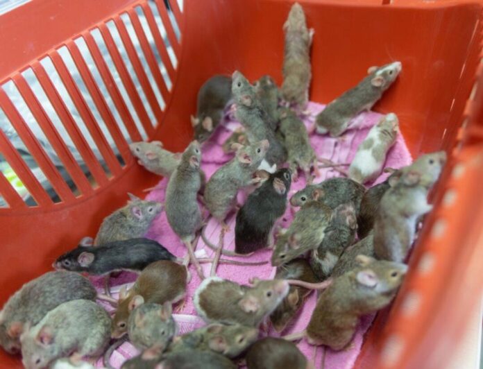 Mäuse können sich wahnsinnig schnell vermehren - und Tierbesitzer deshalb besonders schnell überfordern.