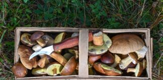 Herbstzeit ist Pilzzeit - doch Vorsicht: Manche Pilze haben giftige Doppelgänger. (Symbolbild)