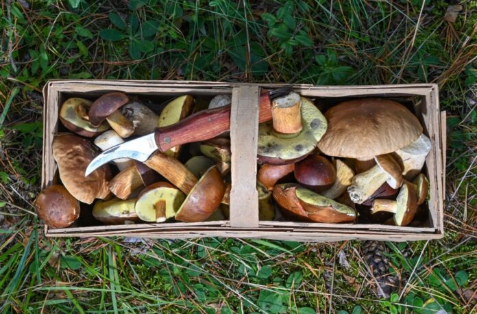 Herbstzeit ist Pilzzeit - doch Vorsicht: Manche Pilze haben giftige Doppelgänger. (Symbolbild)