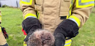 Entkräftet, aber in Sicherheit: Nach der Rettungsaktion kugelt sich der kleine Igel in den Händen eines Feuerwehrmanns ein.