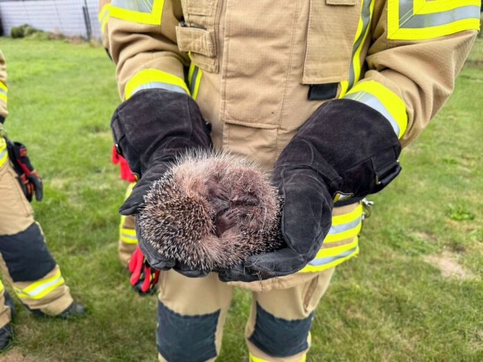 Entkräftet, aber in Sicherheit: Nach der Rettungsaktion kugelt sich der kleine Igel in den Händen eines Feuerwehrmanns ein.