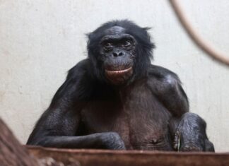 Mato lebte 37 Jahre im Zoo Wuppertal.