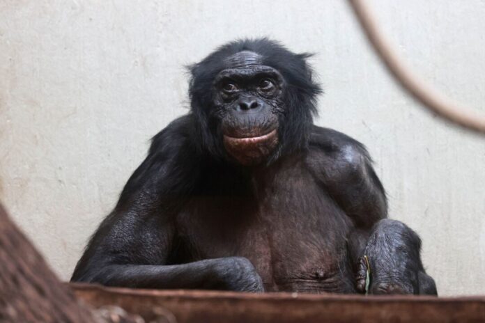 Mato lebte 37 Jahre im Zoo Wuppertal.