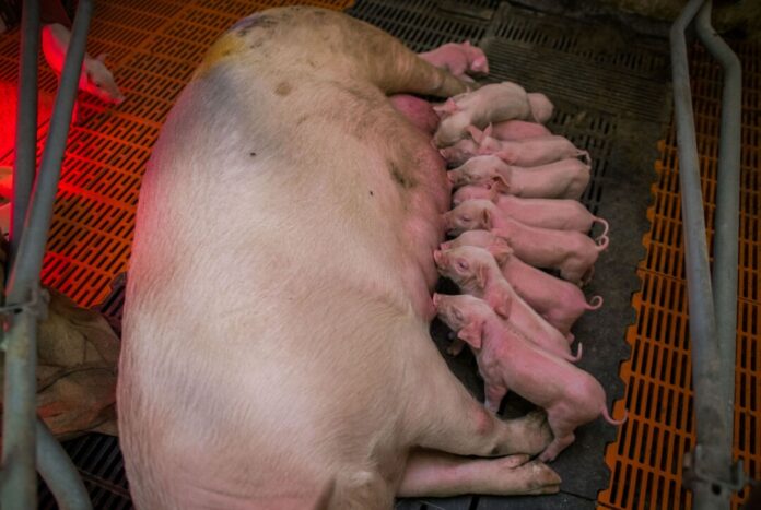 Tierzucht in Sauenanlage Eine säugende Sau mit ihren Ferkeln liegt in einem Betrieb in Liessow in Mecklenburg-Vorpommern. (Archivbild)