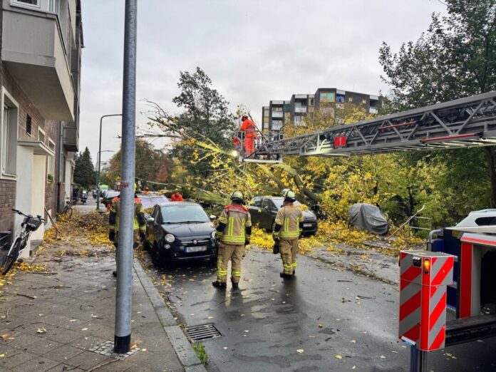 Sturmböen in Düsseldorf: Rund 50 Meter hoher Baum stürzt um Ein etwa 50 Meter hoher Baum ist in Düsseldorf auf geparkte Autos gestürzt.