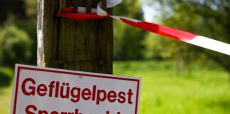 Neuer Geflügelpest-Verdacht – 18.500 Tiere betroffen Die Sperrzone betrifft mehrere Kreise. (Archivbild)