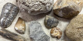 Um Fossilien geht es am Zeittunnel. Foto: Veranstalter