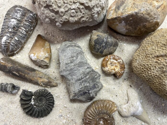 Um Fossilien geht es am Zeittunnel. Foto: Veranstalter