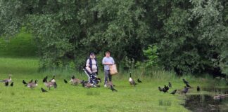 Vogelgrippe breitet sich aus – Gefahr auch für Haustiere wächst Auch Krähen sind potentielle Überträger in Siedlungsgebiete. Bild: Alexander Heinz