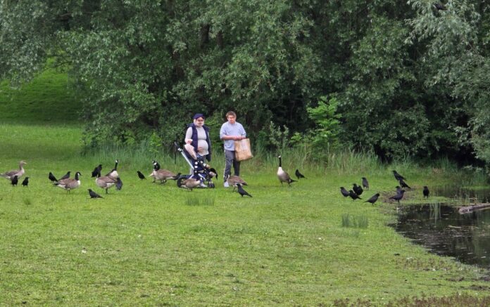 Kontakt zu Wasservögeln Auch Krähen sind potentielle Überträger in Siedlungsgebiete. Bild: Alexander Heinz