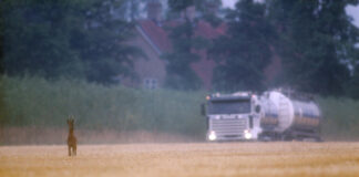 Kreis Mettmann: Nach Zeitumstellung erhöhte Wildunfallgefahr Mit der Zeitumstellung erhöht sich die Gefahr von Wildunfällen in der Dämmerung. Foto: Kreisjägerschaft