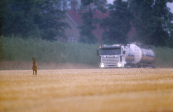Mit der Zeitumstellung erhöht sich die Gefahr von Wildunfällen in der Dämmerung. Foto: Kreisjägerschaft