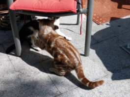 In Neviges wird Kater "Squirrel" gesucht - so sieht er aus. Foto: privat