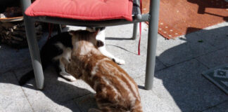 In Neviges wird Kater "Squirrel" gesucht - so sieht er aus. Foto: privat