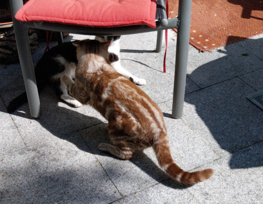 In Neviges wird Kater "Squirrel" gesucht - so sieht er aus. Foto: privat