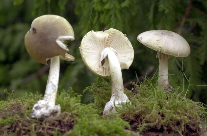 Grüner Knollenblätterpilz Der Grüne Knollenblätterpilz ist hochgefährlich. (Archivbild)