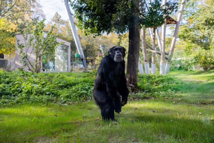 Eröffnung Affenhaus Zoo Krefeld Schimpanse Limo inspiziert sein neues Außengehege.