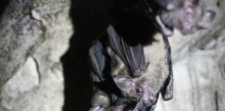 Stadt schließt Tunnel: Schutz für Fledermäuse an Halloween Zum Schutz von Fledermäusen schließt die Stadt Wuppertal einen Tunnel zu Halloween. (Symbolbild)