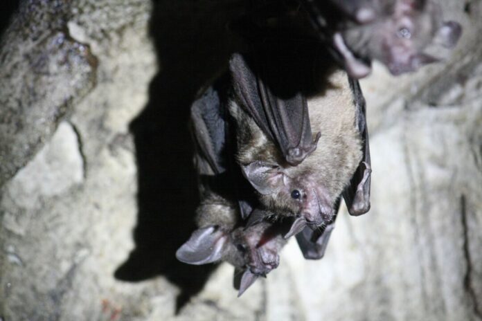 Fledermäuse in der Hängeposition Zum Schutz von Fledermäusen schließt die Stadt Wuppertal einen Tunnel zu Halloween. (Symbolbild)