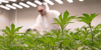 Ein Mitarbeiter eines «Cannabis Social Clubs» düngt die Pflanzen (Archivfoto)