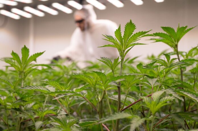Cannabis-Anbauvereinigung Ein Mitarbeiter eines «Cannabis Social Clubs» düngt die Pflanzen (Archivfoto)