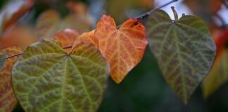 Das Herbstwetter in NRW bleibt in den nächsten Tagen trübe.