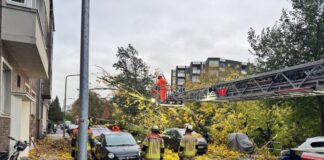 Sturmböen in Düsseldorf: Ein rund 50 Meter hoher Baum stürzt um. (Symbolbild)