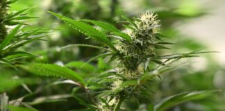 Razzien gegen Cannabis-Bande – Plantagen ausgehoben Die Ermittler hoben drei Plantagen zum professionellen Anbau von Cannabispflanzen aus. (Symbolbild)