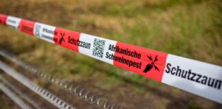 Neue Barriere gegen Tierseuche geplant. (Archivbild)