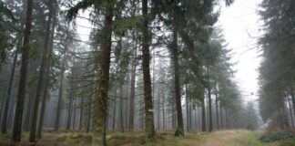 Die 80-Jährige wurde im Eggegebirge bei Willebadessen nach Tagen lebend gefunden. (Archivbild)