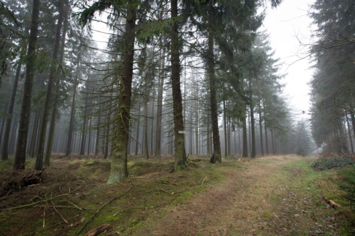 Die 80-Jährige wurde im Eggegebirge bei Willebadessen nach Tagen lebend gefunden. (Archivbild)