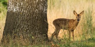 Allein im vergangenen Jagdjahr starben knapp 25.000 Rehe nur auf den Straßen von NRW. (Symbolbild)