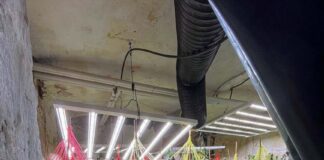 Polizei hebt Cannabis-Bande in Niedersachsen und NRW aus Cannabispflanzen stehen in einer Halle, die bei einer gemeinsamen Durchsuchungsaktion der Polizei in NRW und Niedersachsen entdeckt wurde.