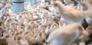 Für Geflügel im Kreis Kleve gilt wegen eines Geflügelpest-Ausbruchs in einer Schutzzone ab Samstag eine Stallpflicht